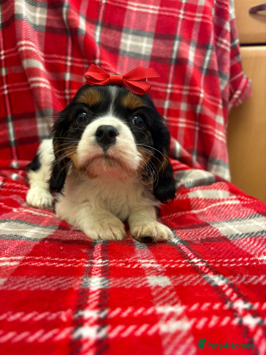 Cavalier King Charles Spaniel dogs for sale: Beautiful Cavalier King Charles babies ❤️ - Advert 37