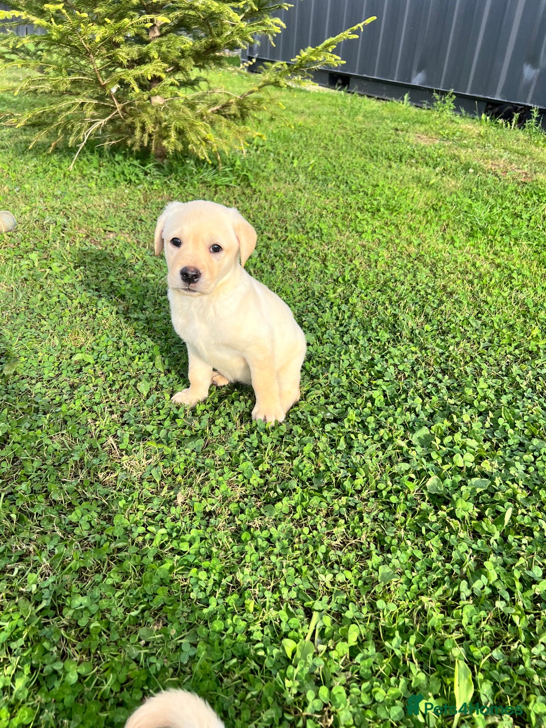 Labrador Retriever dogs for sale: Labrador Retriever Puppies  - Image 14