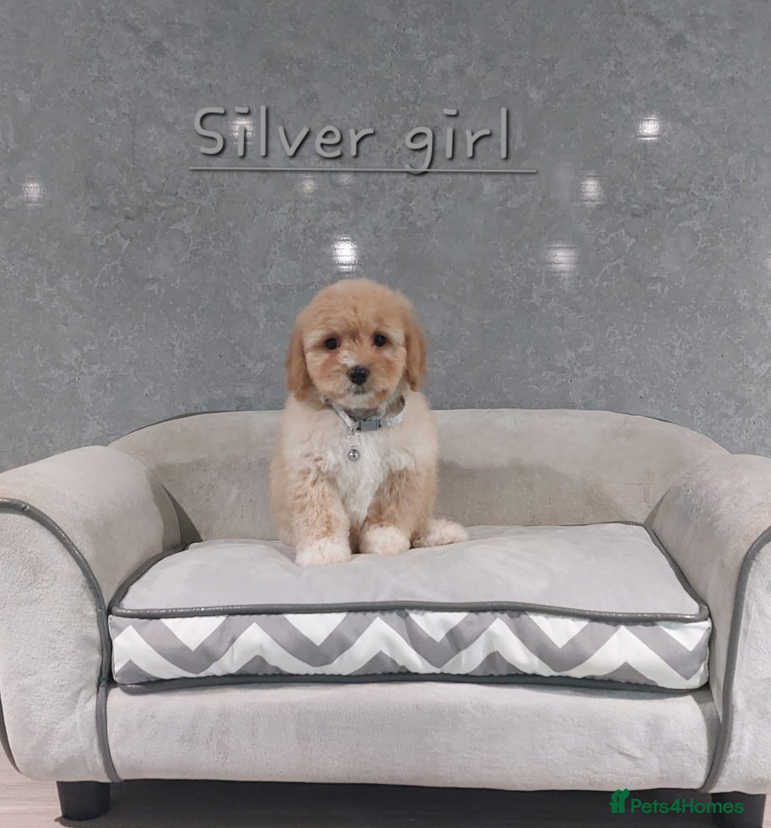 Cavachon dogs for sale: Cavapoochon puppies 🥰 - Image 11