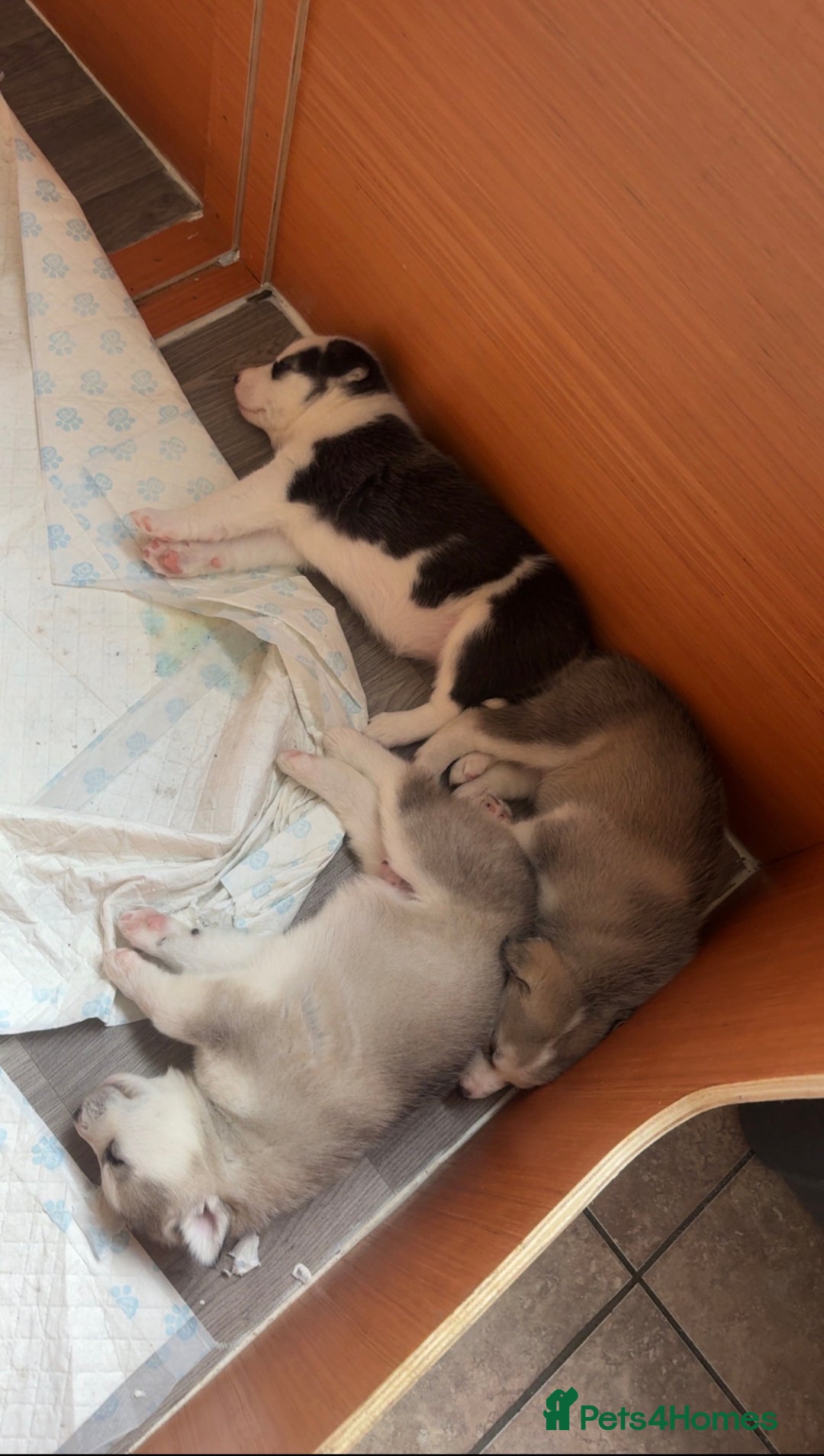 Siberian Husky dogs for sale: Husky Puppies – Ready 22/12/25 🐾  - Advert 8