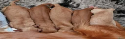 Cavapoo dogs for sale: Superb Cavapoo boys and girl - Advert 3