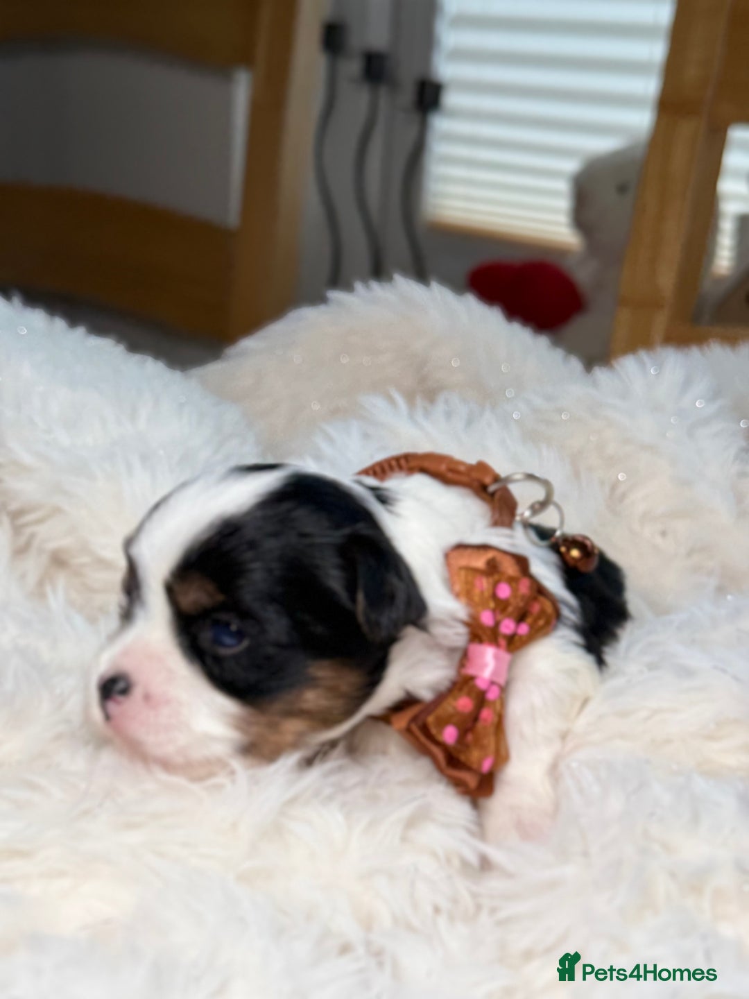 Yorkshire Terrier dogs for sale: BIEWER YORKIE PUPPIES 4 Available Licensed Breeder - Advert 22