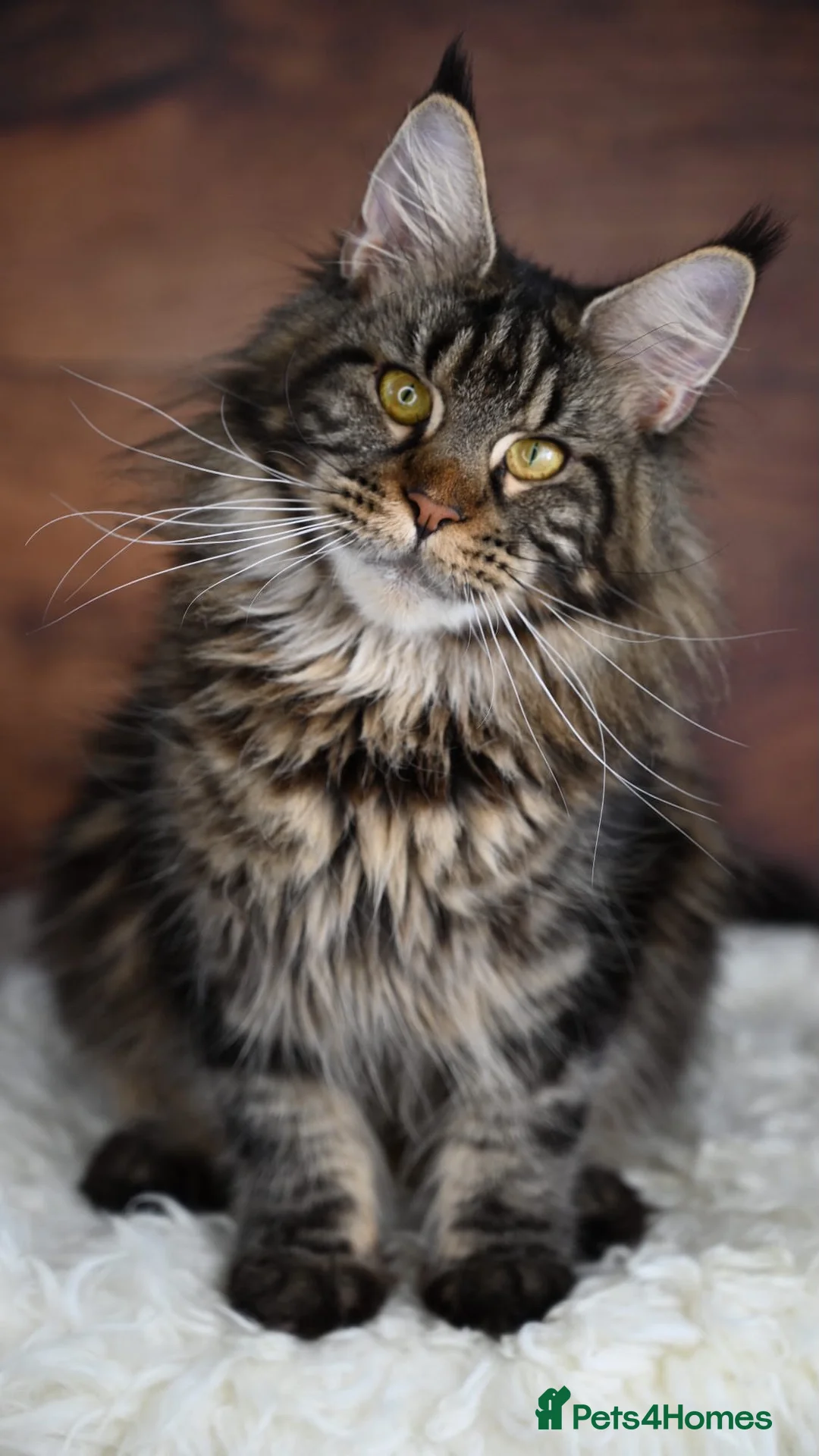 Maine Coon cats for sale: RETIRED - Maddison - A perfect Classic Black tabby - Advert 2