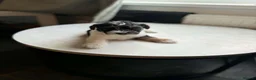 Mixed Breed dogs for sale: Fox terrier cross puppies - Advert 17