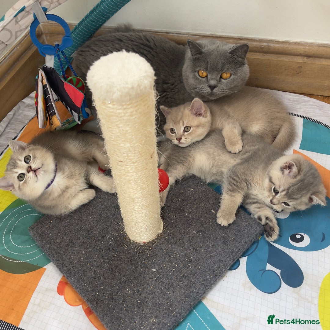 British Shorthair cats for sale: GCCF British Shorthair Kittens– Champion Lines - Image 27