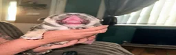 French Bulldog dogs for sale: French bull dog puppies available July  - Advert 14
