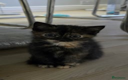 Ragdoll cats for sale: Ragdoll Cross Kittens  - Image 4