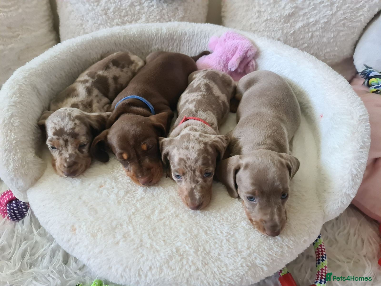 Dachshund dogs KC miniature smooth haired DNA tested dachshunds  - Advert 2