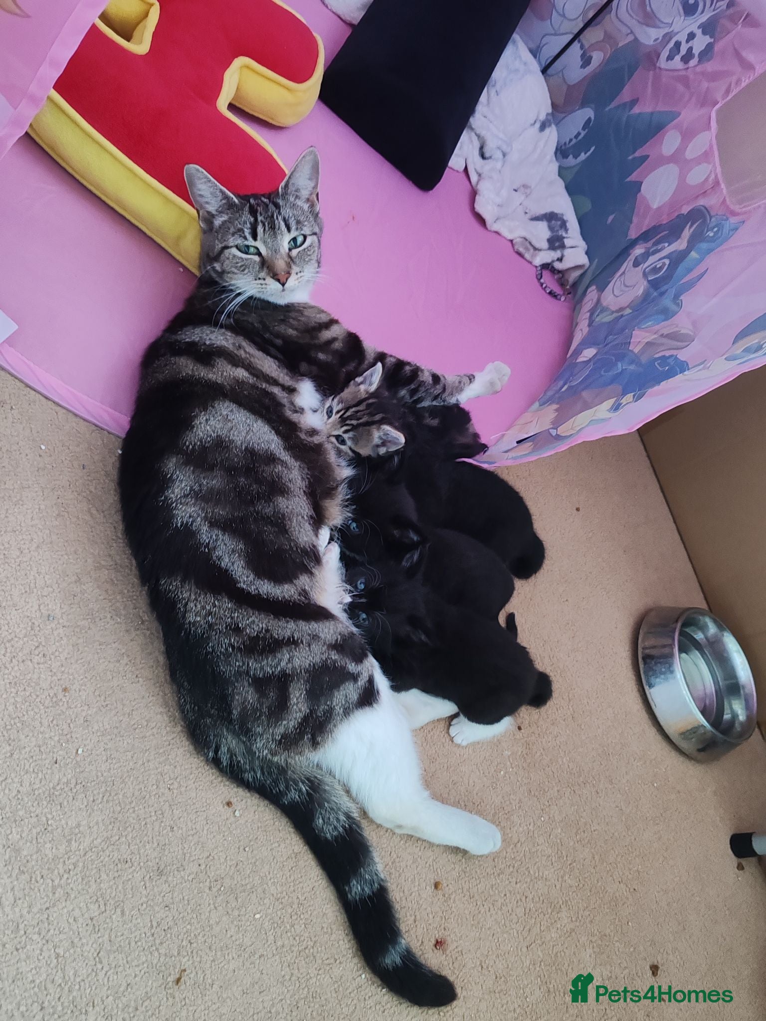 Mixed Breed cats Lovely crazy kittens - Advert 1