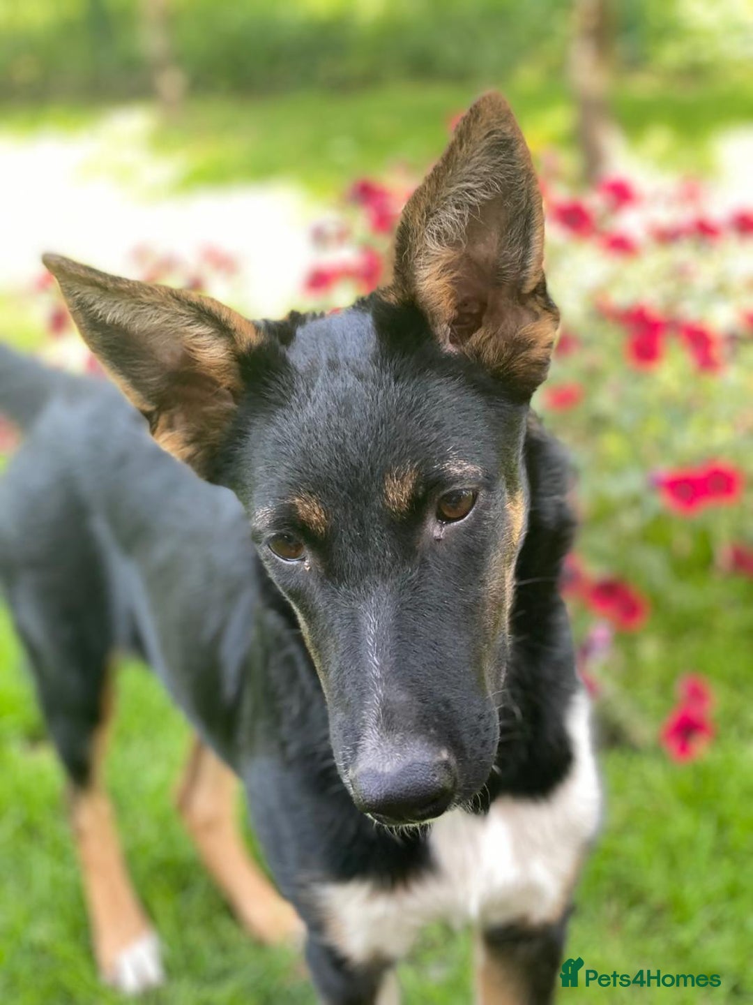 Mixed Breed dogs for adoption: 💖🐶 LINDA 🐶💖 - Image 6