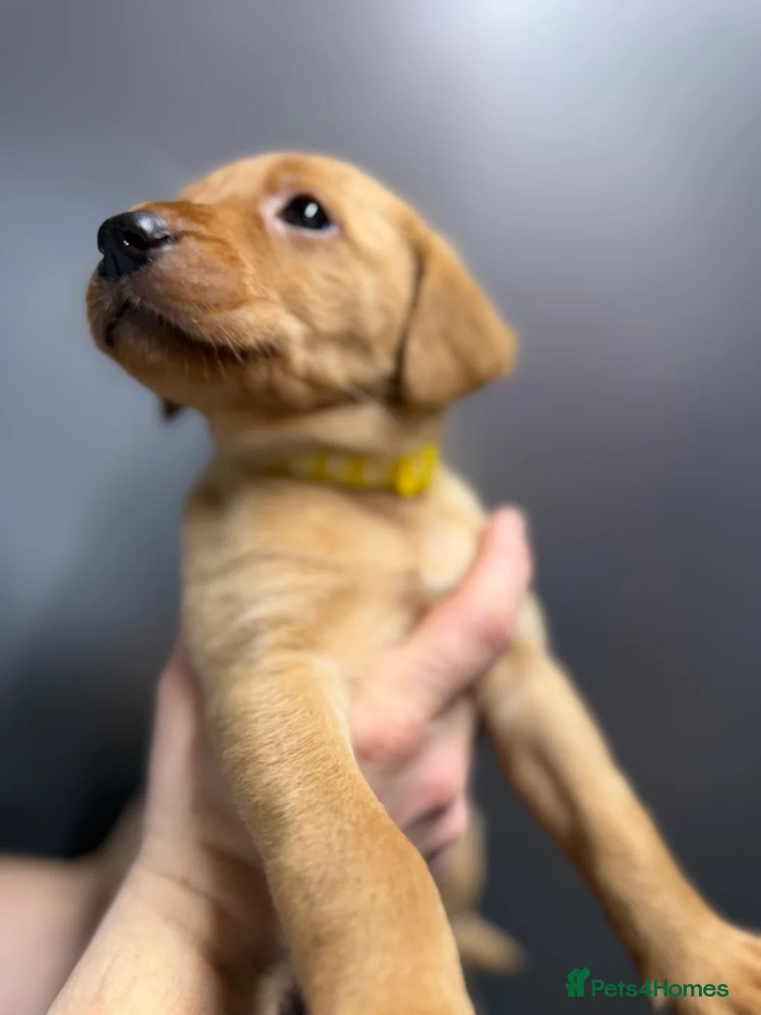 Labrador Retriever dogs for sale: KC Reg Labrador Puppies (mix of Red/blonde) - Advert 28