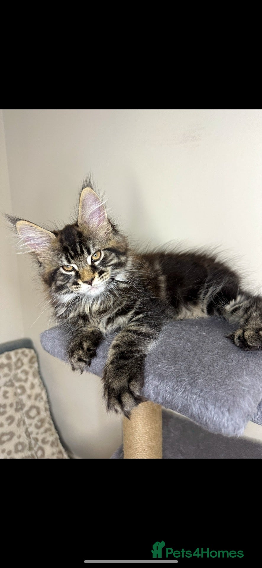 Maine Coon cats Maine coon kittens - Advert 8