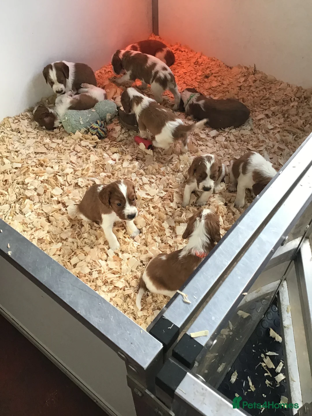 Welsh Springer Spaniel dogs for sale: Beautiful WELSH SPRINGER PUpS - Advert 1