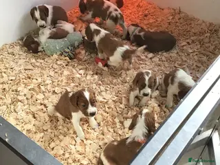 Welsh Springer Spaniel dogs Beautiful WELSH SPRINGER PUpS - Advert 5