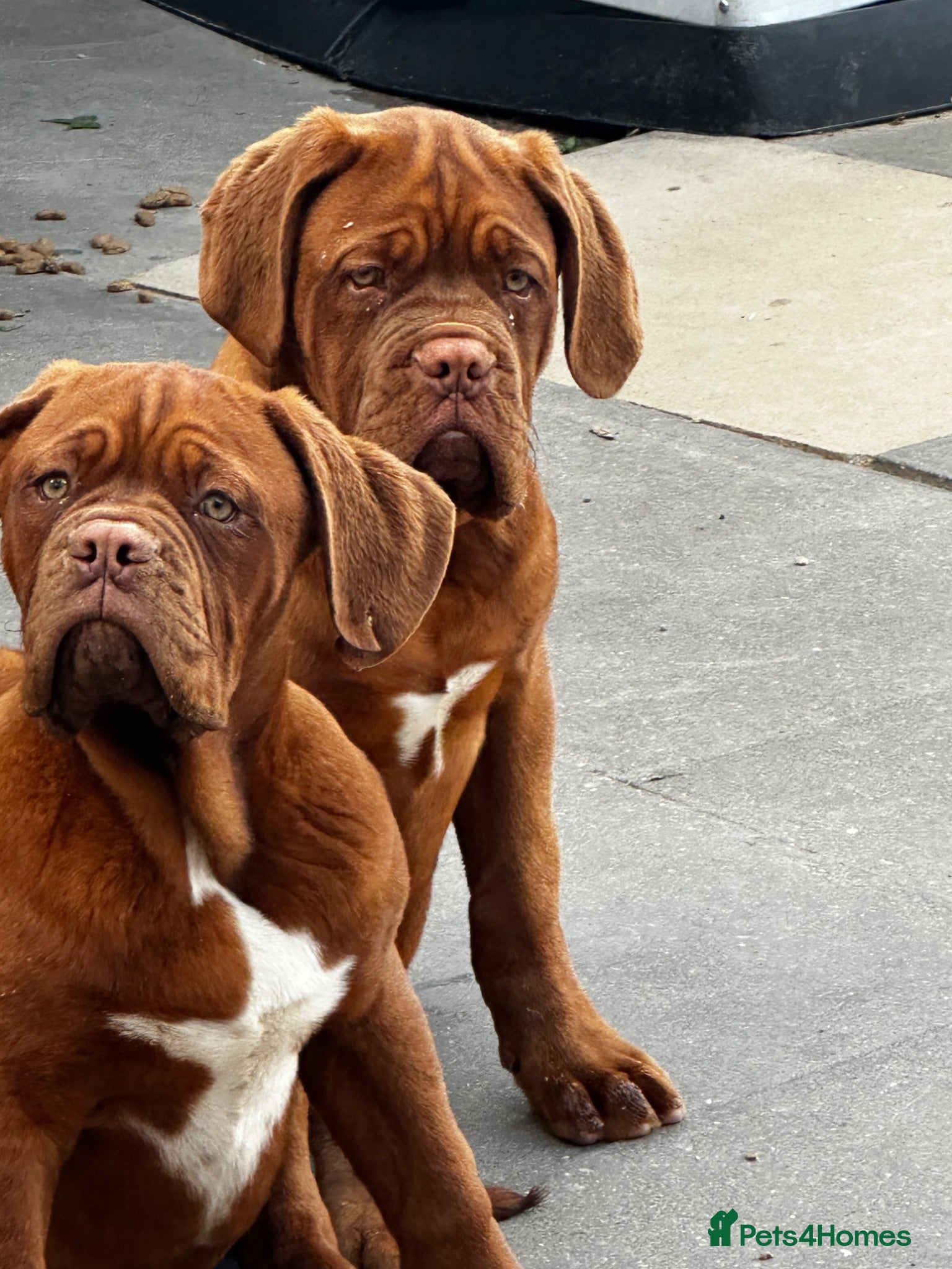 Dogue De Bordeaux dogs Show quality males available! - Advert 1