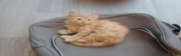 Mixed Breed cats for sale: Kittens  - Advert 2