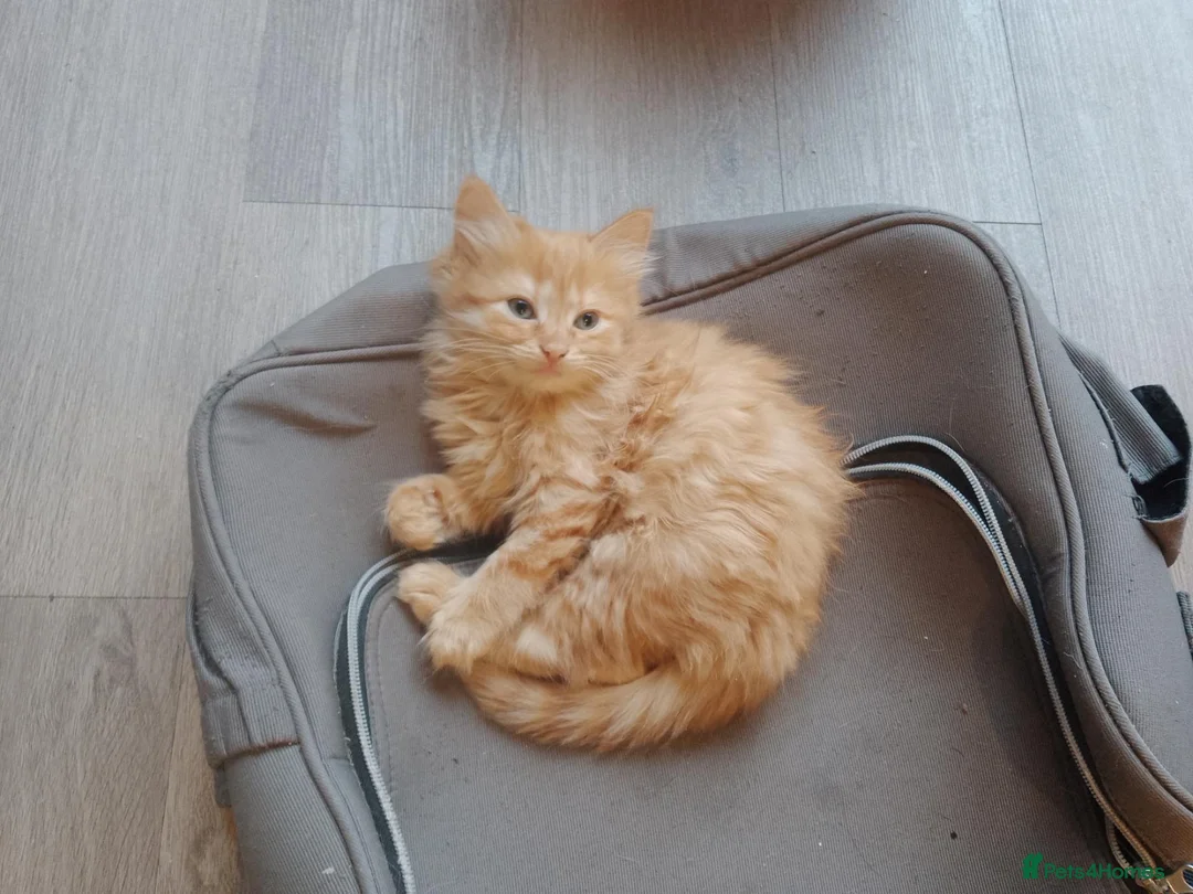 Mixed Breed cats for sale: Kittens  - Advert 2