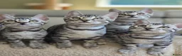 Bengal cats for sale: Gorgeous Health Tested Bengal Kittens  - Advert 7