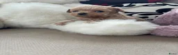 Maltipoo dogs for sale: Maltese cross Asian toy poodle  - Advert 22