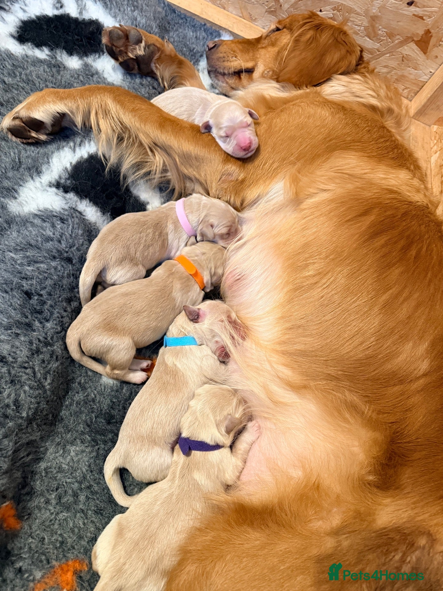 Golden Retriever dogs 🐾 Golden Retriever Puppies — 3 Girls & 2 Boys 🐾 - Advert 4