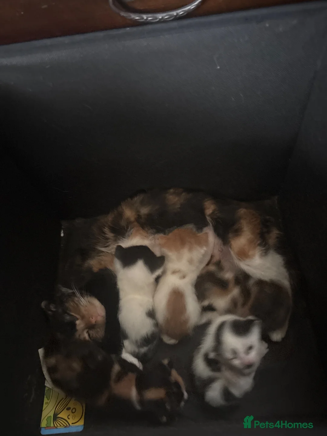 Mixed Breed cats for sale: Munchkin x kittens  - Advert 1