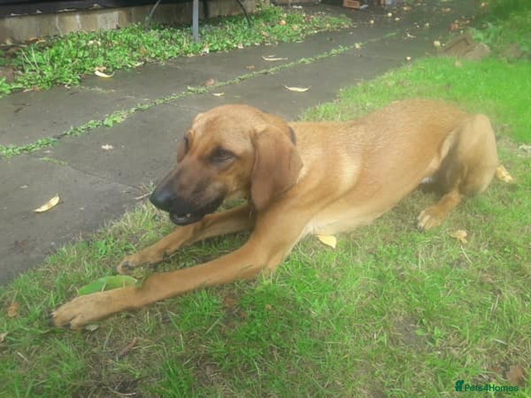 Mixed Breed dogs for adoption: Sweet Lily 5 months old Seguigio Cross - Image 10