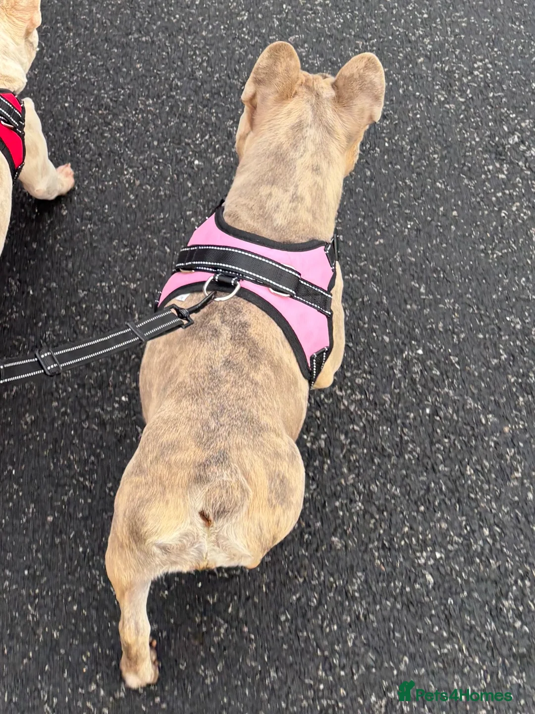 French Bulldog dogs for sale: Female French bulldog  - Advert 4