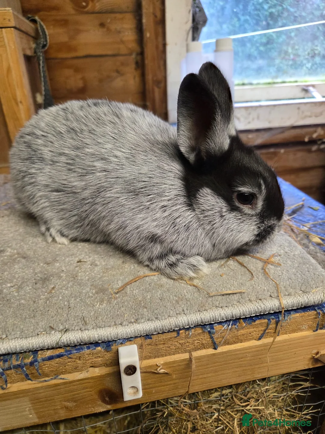 Argente rabbits for sale: Argente Noir bunnies for sale  - Advert 2