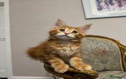 Maine Coon cats for sale: Maine Coon Kittens with Elite Heritage 🌟🌟🌟🌟🌟 - Image 36