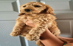 Mini Goldendoodle dogs for sale: Trained Mini Goldendoodle Male/Health Tested - Image 3