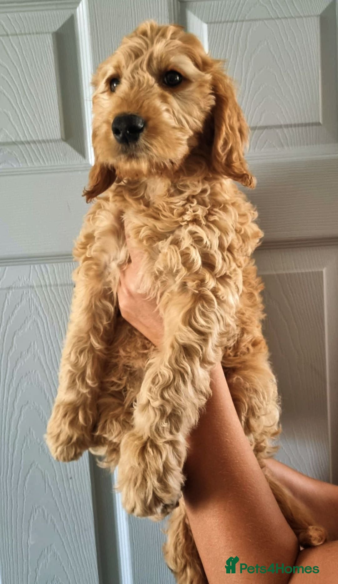 Mini Goldendoodle dogs for sale: Trained Mini Goldendoodle Male/Health Tested - Image 3