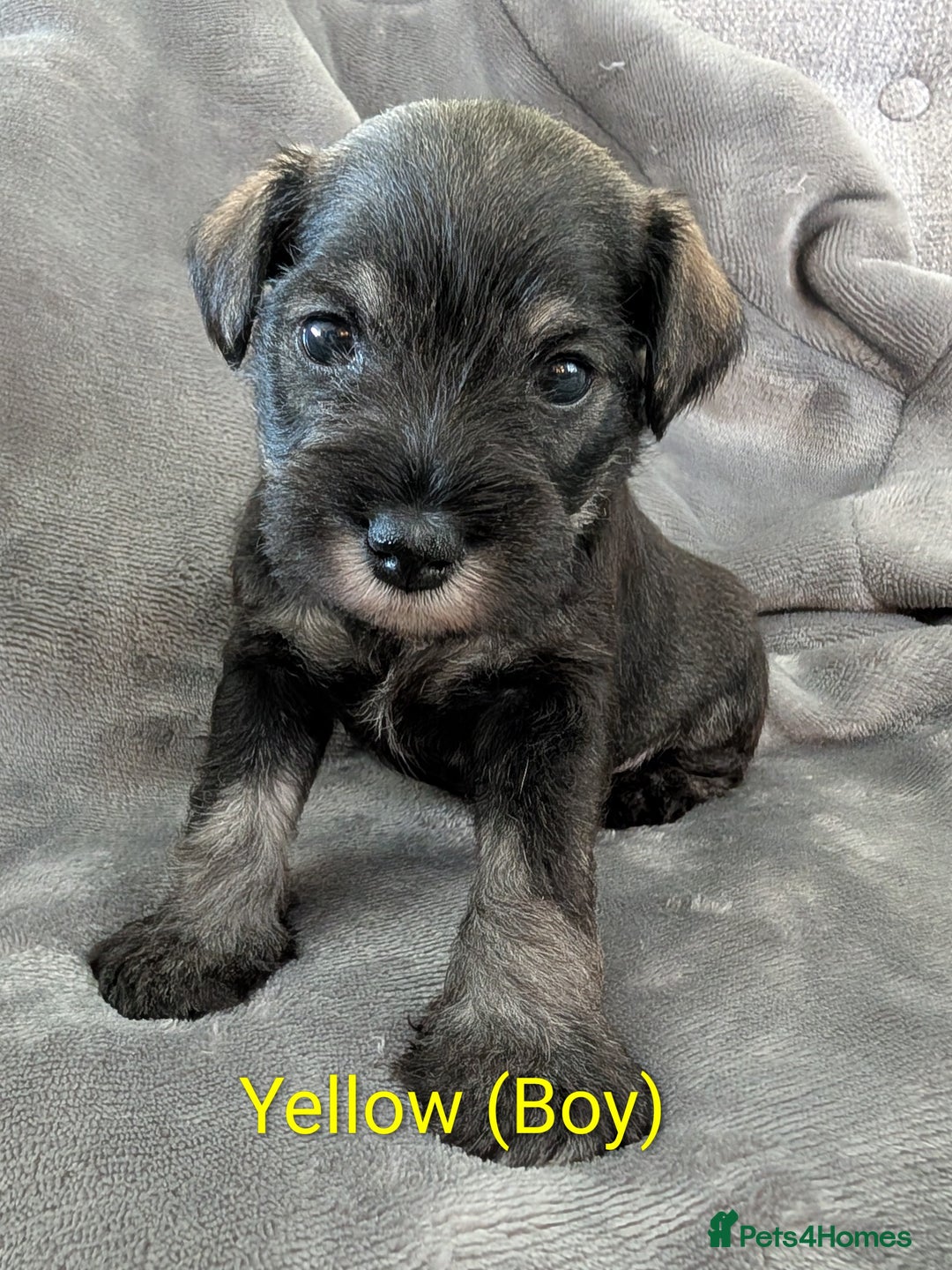 Miniature Schnauzer dogs for sale: Beautiful Miniature schnauzers - Advert 9