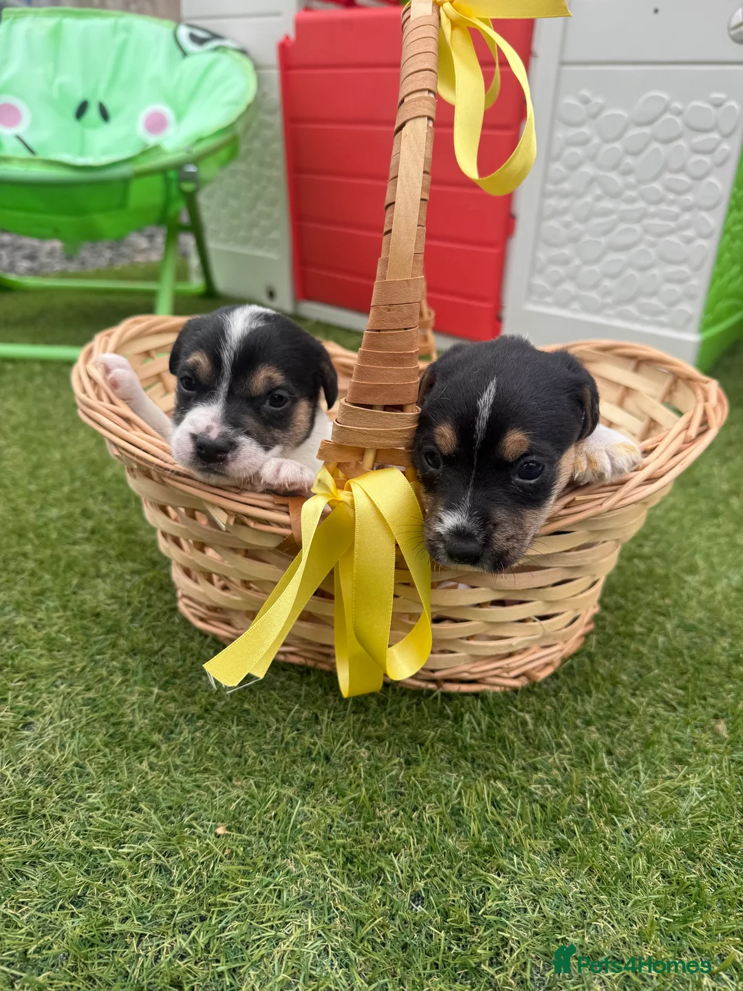 Jack Russell dogs for sale: Jack Russell four lovely boys 💙 for sale - Advert 15