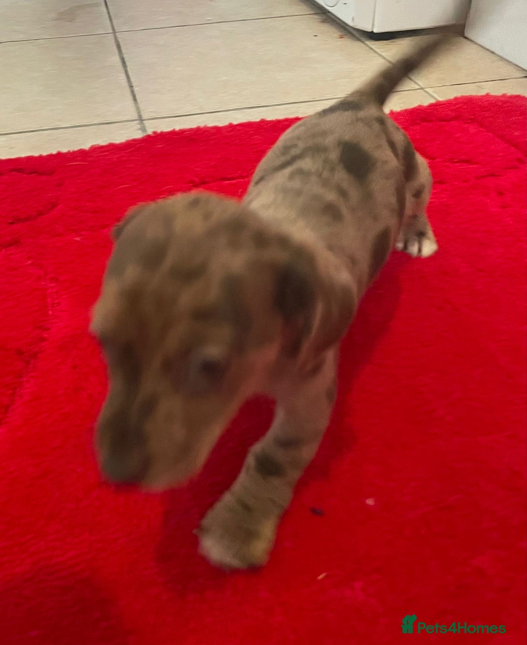 Mixed Breed dogs for sale: Dachshund x Jack Russel for sale - Advert 5