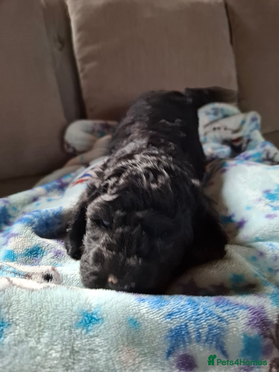 Cockapoo dogs for sale: Beautiful Cockapoo Puppies For Sale  - Advert 5