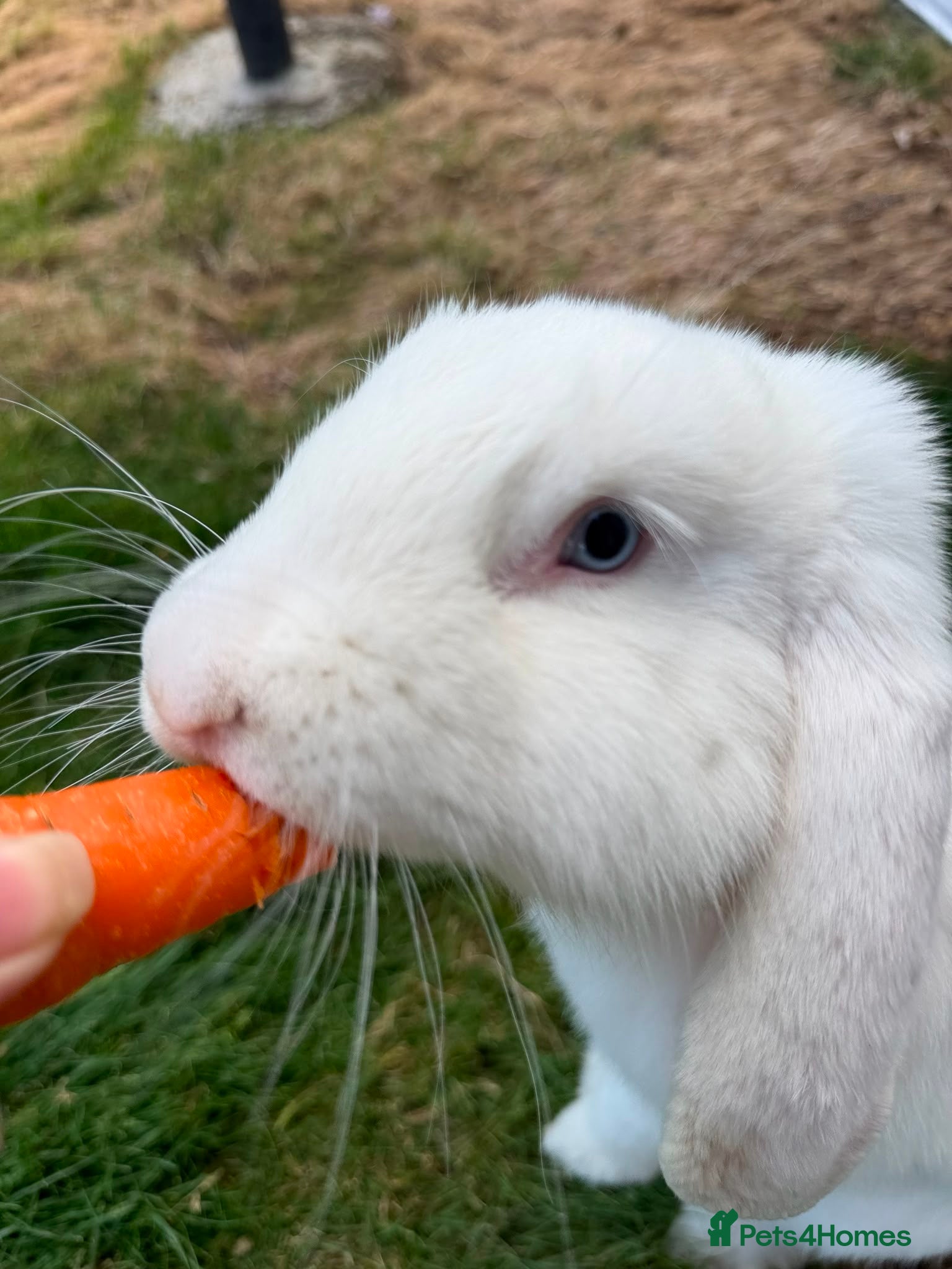 French Lop rabbits Blue-Eyed White French Lop Giant Rabbits for Sale - Advert 1