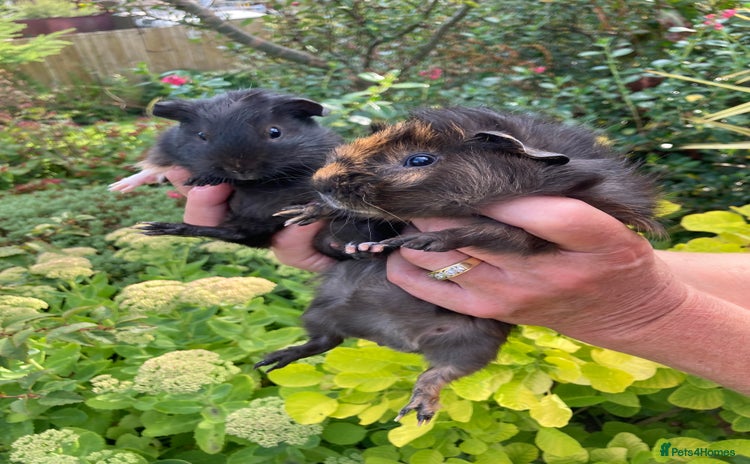 Guinea Pig rodents - Advert 4