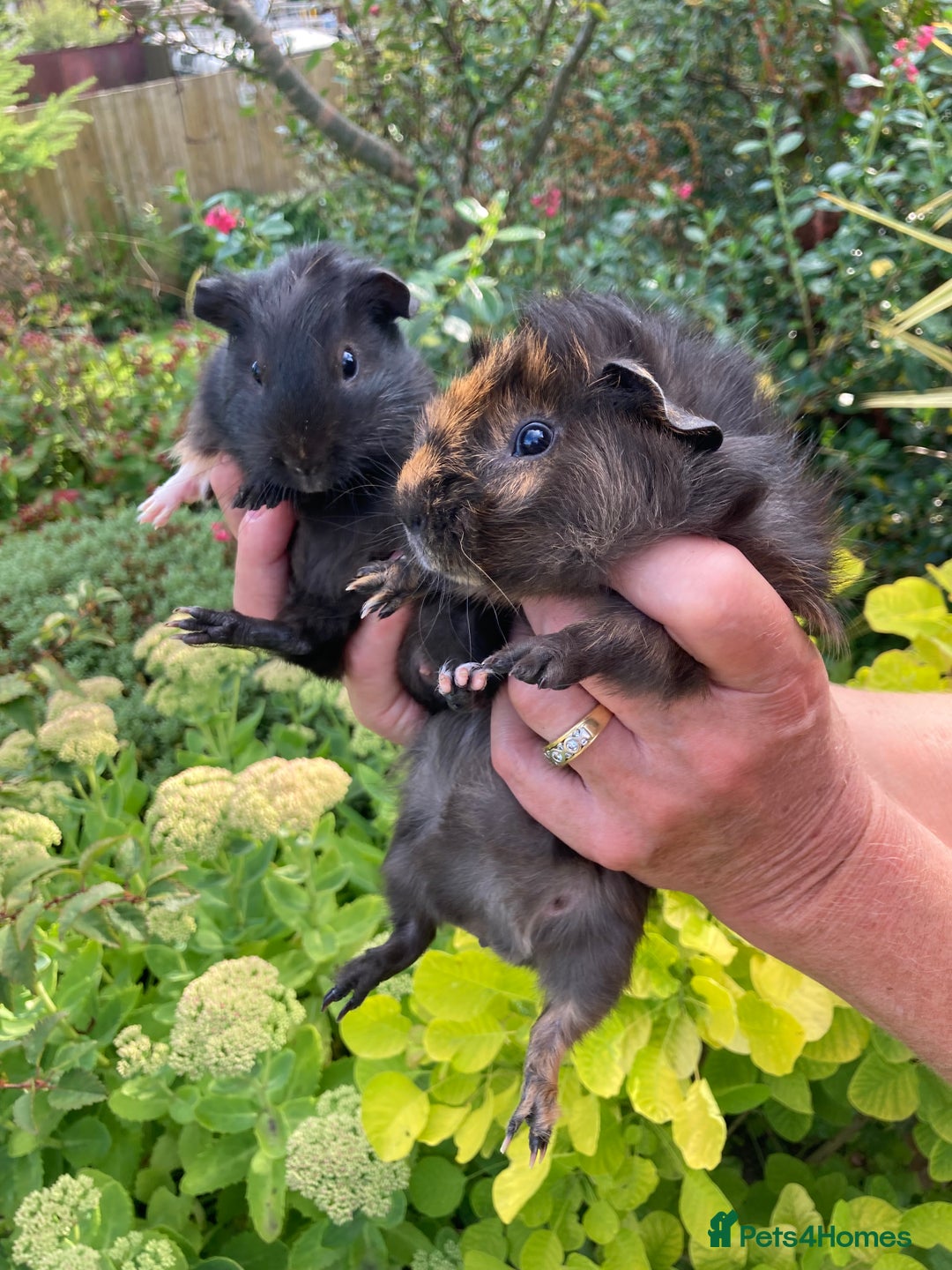 Guinea Pig rodents for sale: 2 gorgeous male Guinea pigs - Image 1