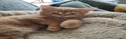 Mixed Breed cats for sale: Beautiful kittens looking for home  - Advert 18