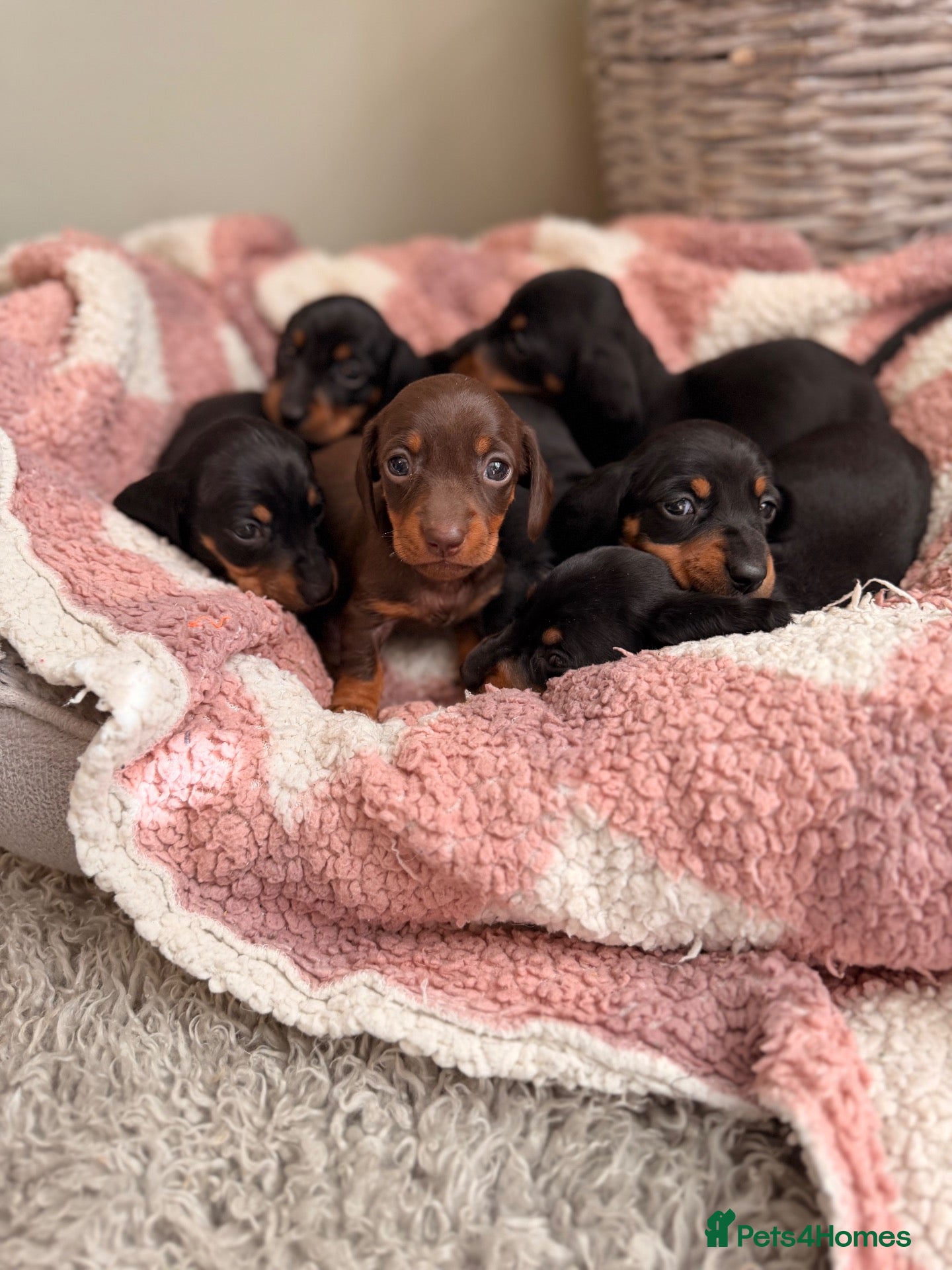 Miniature Dachshund dogs KC Miniature Smooth Dachshund Puppies - Advert 1
