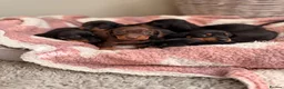 Miniature Dachshund dogs for sale: KC Miniature Smooth Dachshund Puppies - Advert 1