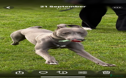 Mixed Breed dogs for sale: Handsome grey Lurcher 9 month old   - Image 17