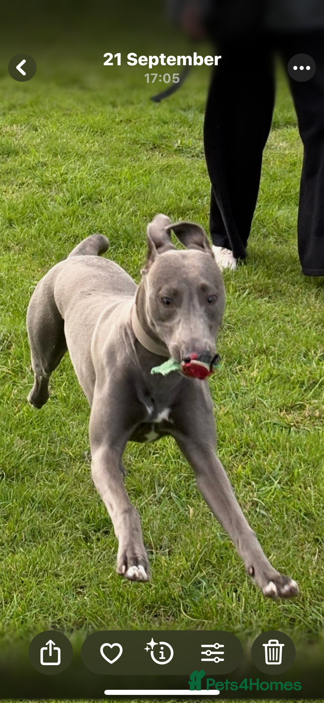 Mixed Breed dogs for sale: Handsome grey Lurcher 9 month old   - Image 17