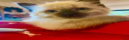 Ragdoll cats for sale: Adorable Ragdolls  - Advert 19