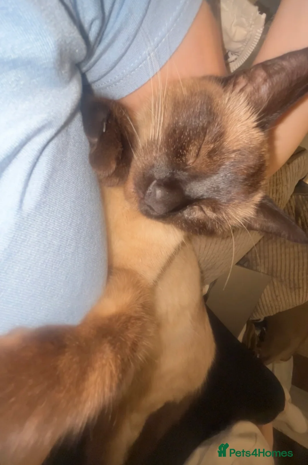 Siamese cats for sale: 1 year old cat - Advert 5