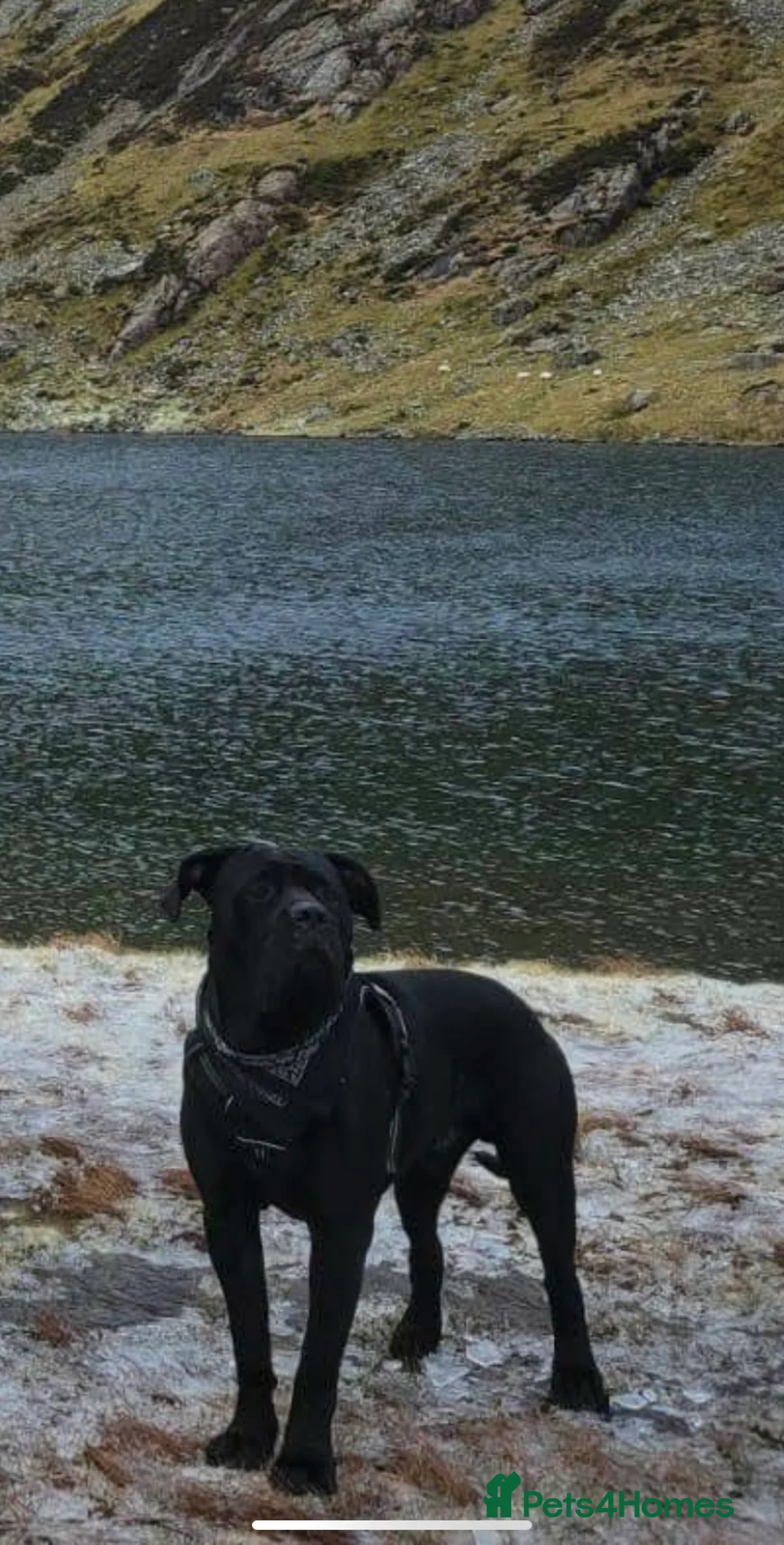 Mixed Breed dogs for sale: Great Dane/cane corso litter due febuary 14th - Advert 3