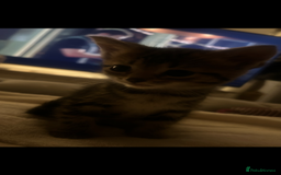 Domestic Shorthair cats for sale: 4 kittens ready to leave now - Image 12