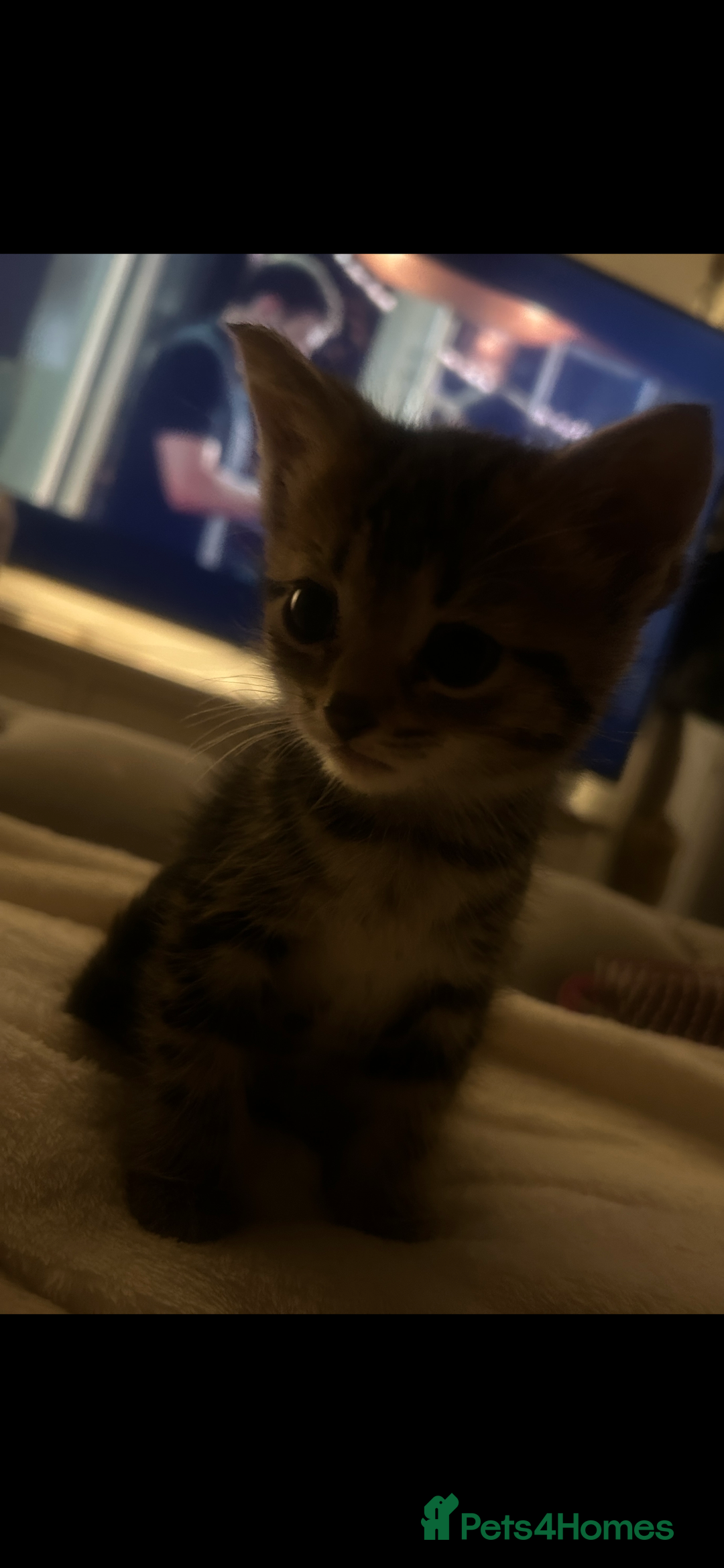 Domestic Shorthair cats for sale: 4 kittens ready to leave now - Image 12