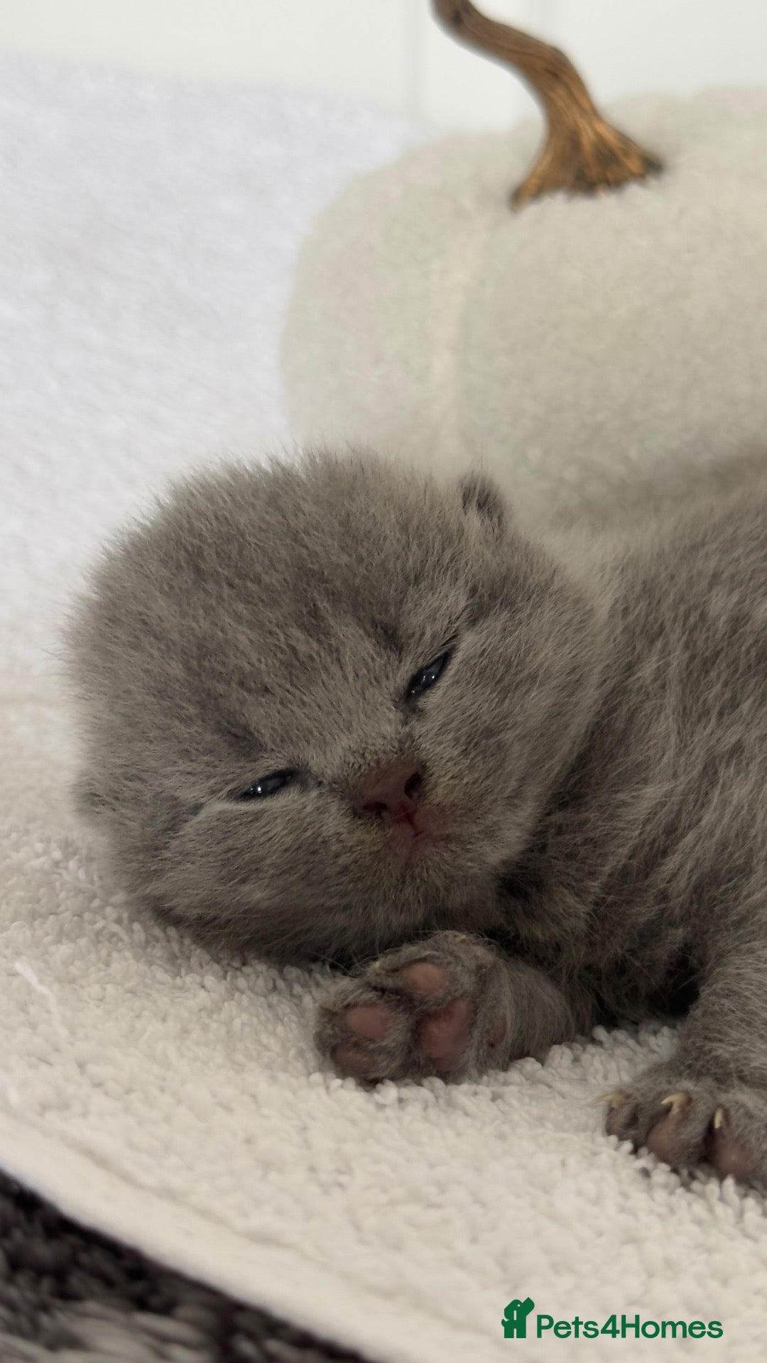 British Shorthair cats 🏆Champions line🏆BSH Kittens Tica reg  - Advert 2