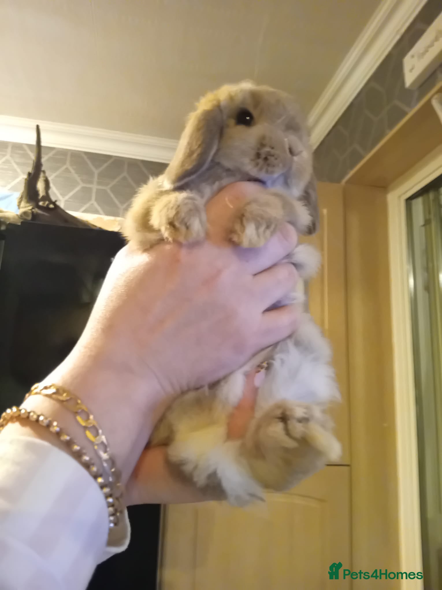Mini Lop rabbits Mini lop buck in Birmingham - Advert 2